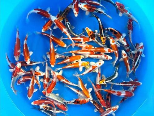 Marusaka 15-18cm  tosai mix (Japanse Koi), Tuin en Terras, Vijvers, Nieuw, Ophalen of Verzenden