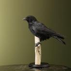 Kraai Taxidermie Opgezette Dieren By Max, Verzamelen, Dierenverzamelingen, Ophalen of Verzenden, Nieuw, Vogel, Opgezet dier