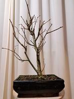 tilia cordata bonsai (winterlinde/ kleinbladige linde) -