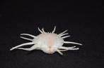 Tweekleppige Schelpdier - M-689 SPONDYLUS IMPERIALIS (Zonder, Nieuw