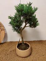 Boeddha-den bonsai (Podocarpus macrophyllus) - Hoogte