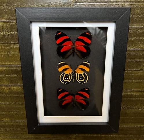 Vlinders in Lijst Taxidermie Opgezette Dieren By Max, Verzamelen, Dierenverzamelingen, Opgezet dier, Nieuw, Insect, Ophalen of Verzenden