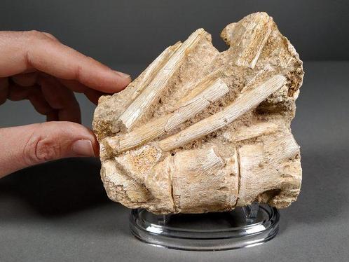 Mosasaurus wervelkolom en ribben - Fossiel bot -, Verzamelen, Mineralen en Fossielen