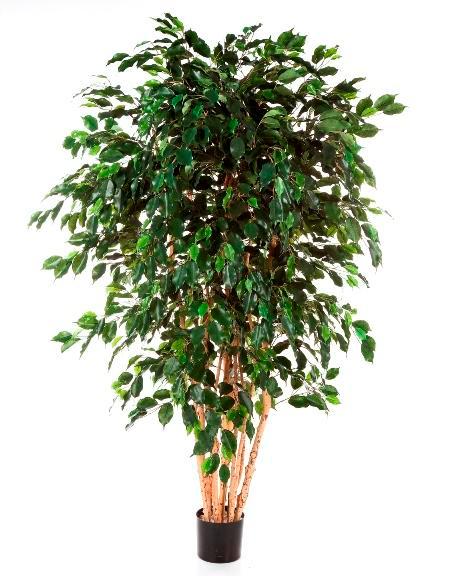 Kunstplant Ficus Multi 240 cm, Maison & Meubles, Plantes d'intérieur, Envoi