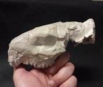 schedel - Fossiele schedel - Oreodont Merycoidon gracilis