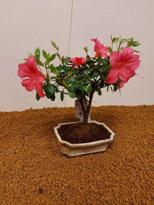 Azalea bonsai (Rhododendron) - Hoogte (boom): 25 cm - Diepte, Antiek en Kunst, Curiosa en Brocante