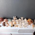 Collection thématique - Coraux et coquillages variés, Nieuw