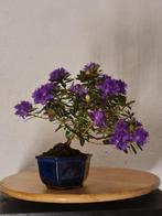 Bonsaï Azalée (Rhododendron) - Hauteur (arbre) : 20 cm -