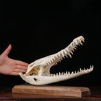 Siamese krokodillenskelet op houten voet. Schedel van een, Verzamelen, Dierenverzamelingen, Nieuw