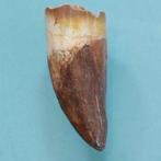 Dinosaurus - Fossiele tand - Carcharodontosaurus sp. - 59 mm