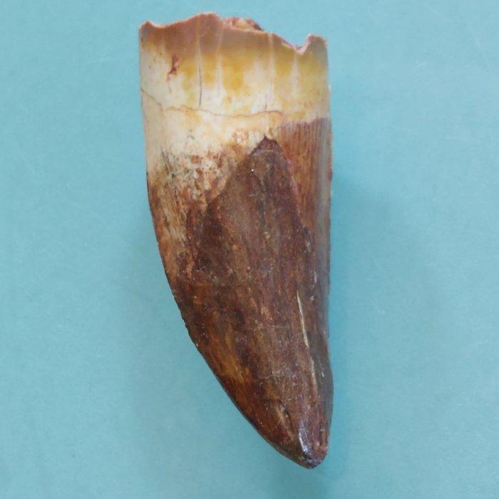 Dinosaurus - Fossiele tand - Carcharodontosaurus sp. - 59 mm, Verzamelen, Mineralen en Fossielen