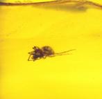 Araignée - Ambre - BURMESE (Sans prix de réserve), Collections