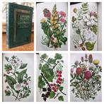 Anne Pratt - The Flowering Plants, Grasses, Sedges, and