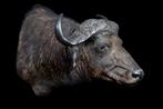 Kafferbuffel Taxidermie volledige montage - Syncerus caffer, Nieuw