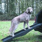 NIEUW - Hondenloopplank plooibaar ABS - 152 x 40 cm, Dieren en Toebehoren, Honden-accessoires, Nieuw, Verzenden