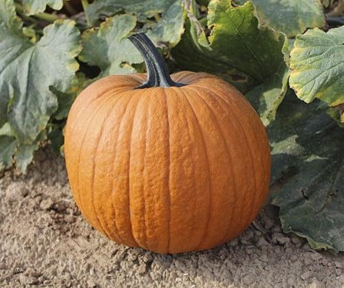 Boomer F1 PMT Halloween halloweenpompoen 250 zaden, Hobby en Vrije tijd, Knutselen, Nieuw