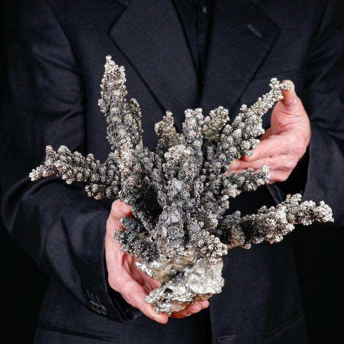Wit koraal bedekt met 925 zilver - Acropora Florida - Koraal, Verzamelen, Dierenverzamelingen