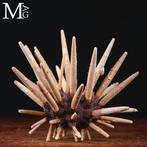 Riccio di Mare Imperiale - Phyllacanthus Taxidermie, Antiek en Kunst