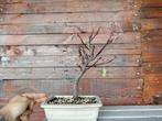 Prunus pisardii bonsaï - Hauteur (arbre) : 25 cm -