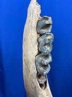 Prachtige grote zeldzame kaak van een wollige neushoorn,