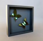 Vlinder Taxidermie volledige montage - Papilio pernathus x, Verzamelen, Nieuw