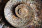 Ammoniet - Gefossiliseerd dier - Kutatissites