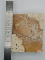 Krab - Fossiel skelet - 100 mm - 100 mm (Zonder