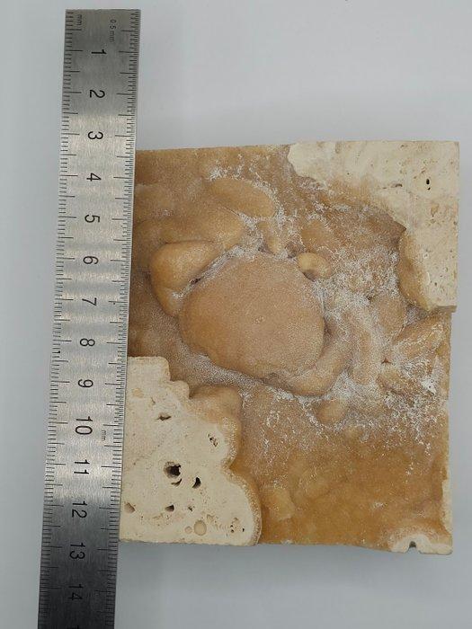 Krab - Fossiel skelet - 100 mm - 100 mm (Zonder, Verzamelen, Mineralen en Fossielen