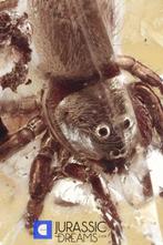 Qualité musée, araignée sauteuse rare (Salticidae), fossile