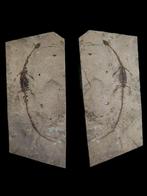 symétrie parfaite - Animal fossilisé - Hyphalosaurus - 40 cm