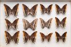 Charaxes Jasius vlindercollectie #3 - Entomologie -, Verzamelen, Dierenverzamelingen, Nieuw