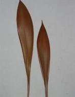 Coco boat Galera leaf ca. 60-80 cm, Maison & Meubles