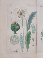 Diedrich Franz Leonhard von Schlechtendal (1794 / 1866) -