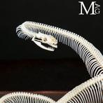 Volledig skelet van een python - Museale voorbereiding