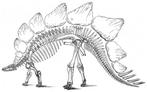 Zeldzaam Stegosaurus kuitbeen - Fossiel skelet - Distal