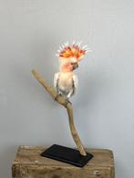 Inca-kaketoe Taxidermie volledige montage - Cacatua, Nieuw