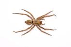 10 Thai Wolf Spiders Support de corps entier pour taxidermie, Nieuw