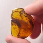 Escargot - Ambre - 29 mm - 37 mm (Sans Prix de Réserve), Verzamelen