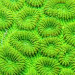 Favia Ultra Green L (6-7 cm), Dieren en Toebehoren, Vogels | Overige Vogels
