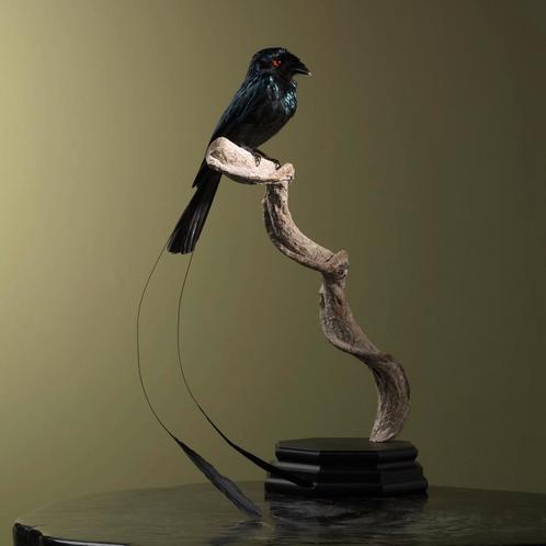 Drongo Taxidermie Opgezette Dieren By Max, Collections, Collections Animaux, Enlèvement ou Envoi