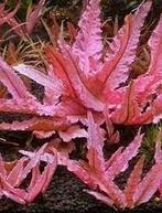 Cryptocoryne wendtii Pink Panther - limited edition, Verzenden