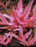 Cryptocoryne wendtii Pink Panther - limited edition, Dieren en Toebehoren, Verzenden, Nieuw