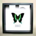 Vlinder Taxidermie volledige montage - Papilio blumei - 25, Antiek en Kunst