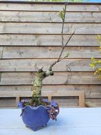 Wisteria bonsai - Hoogte (boom): 35 cm - Diepte (boom): 15