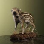 Cochon sauvage Support de corps entier pour taxidermie - Sus, Nieuw