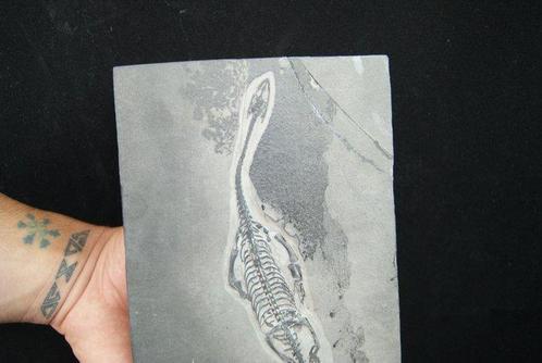 Dinosaurus - Gefossiliseerd dier - Keichousaurus hui, Verzamelen, Mineralen en Fossielen