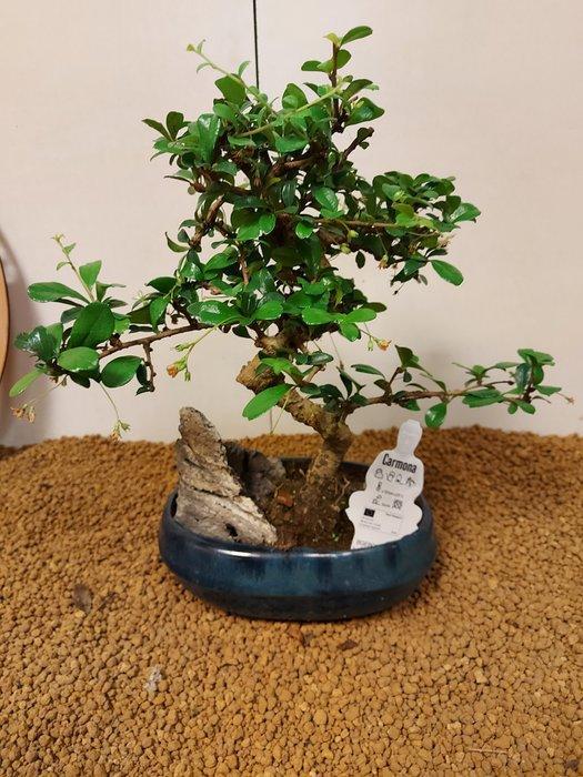 Bonsaï Thé de Fukien (Carmona retusa) - Hauteur (arbre) : 29, Antiek en Kunst, Curiosa en Brocante