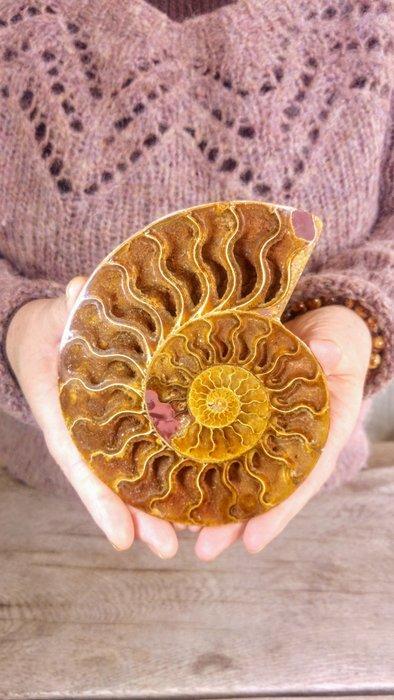 Ammonite - Animal fossilisé - Aioloceras (Cleoniceras) sp. -, Verzamelen, Dierenverzamelingen