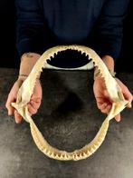 Zeldzame kaak van een neushaai. Taxidermie volledige montage