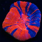 Scolymia War Paint M (Ong 3 cm)
